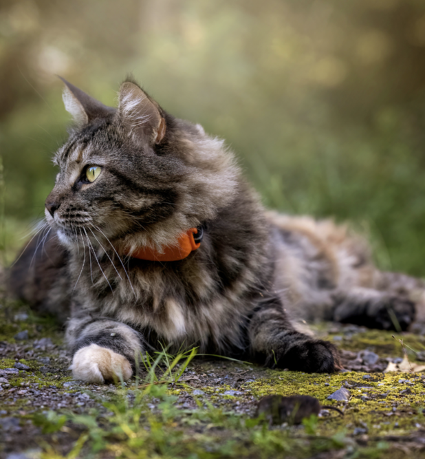 A cat wearing a Tractive GPS tracker 