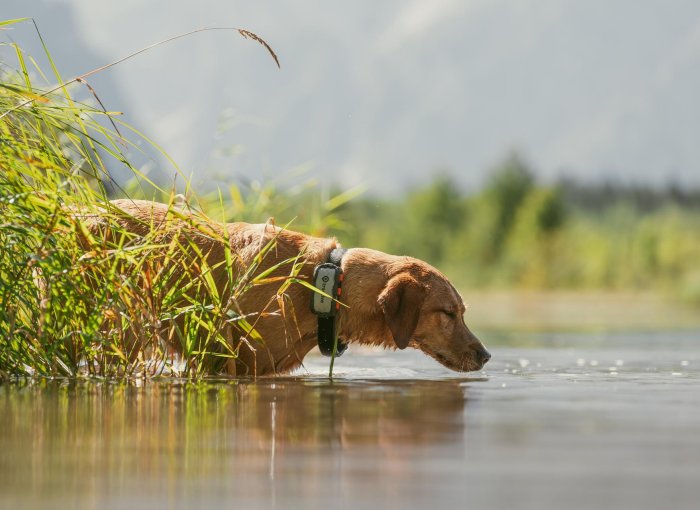 Hund in einem See mit einem GPS-Tracker
