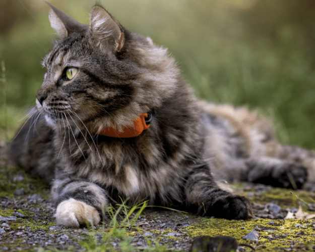 Un gato con un localizador Tractive GPS