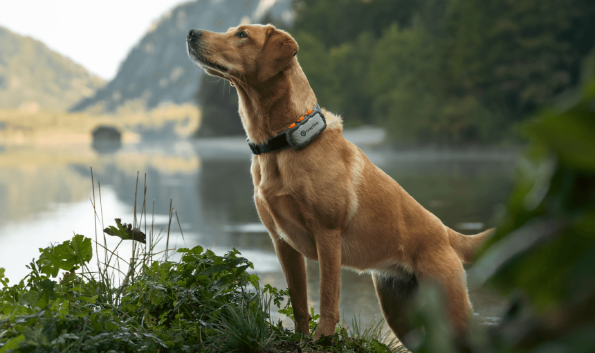 dog with Tractive DOG XL Adventure Edition on its collar in front of lake and mountains
