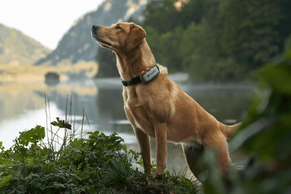 un chien équipé d'un traceur tractive gps xl adventure au bord d'un lac