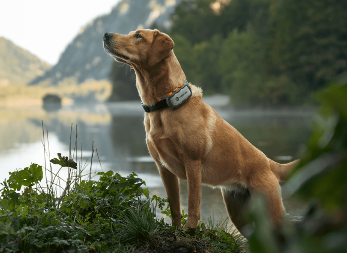 Hund mit Tractive DOG XL Adventure Edition Tracker am Halsband vor Bergsee