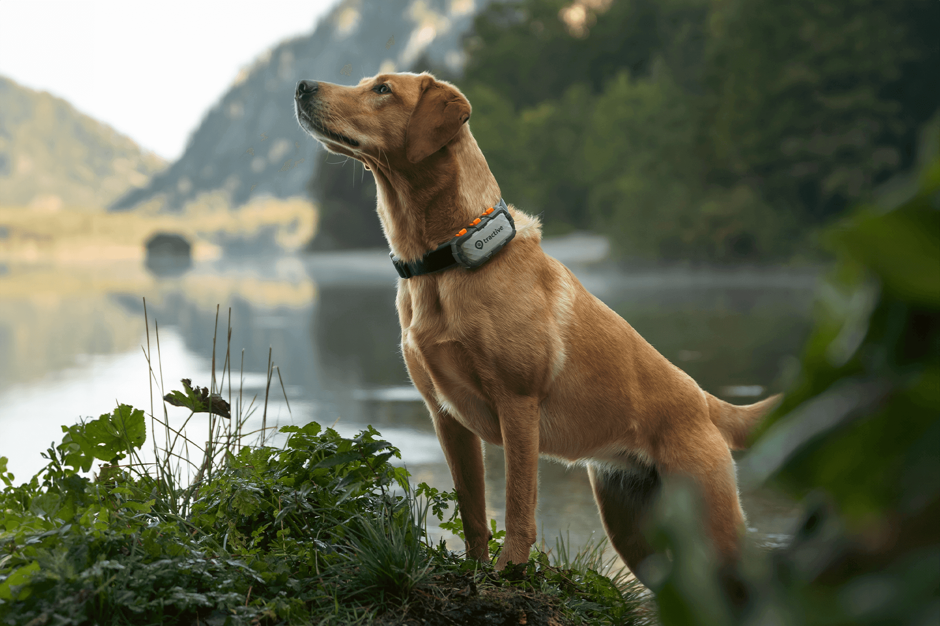 Hund mit Tractive DOG XL Adventure Edition Tracker am Halsband vor Bergsee