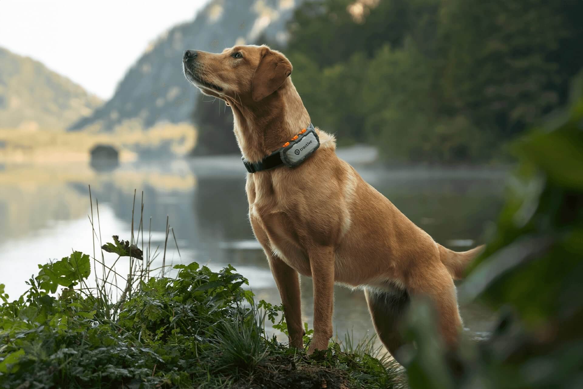 Hund mit GPS-Tracker für Zugkraft xl Abenteuer-Hundetracker steht vor einem See