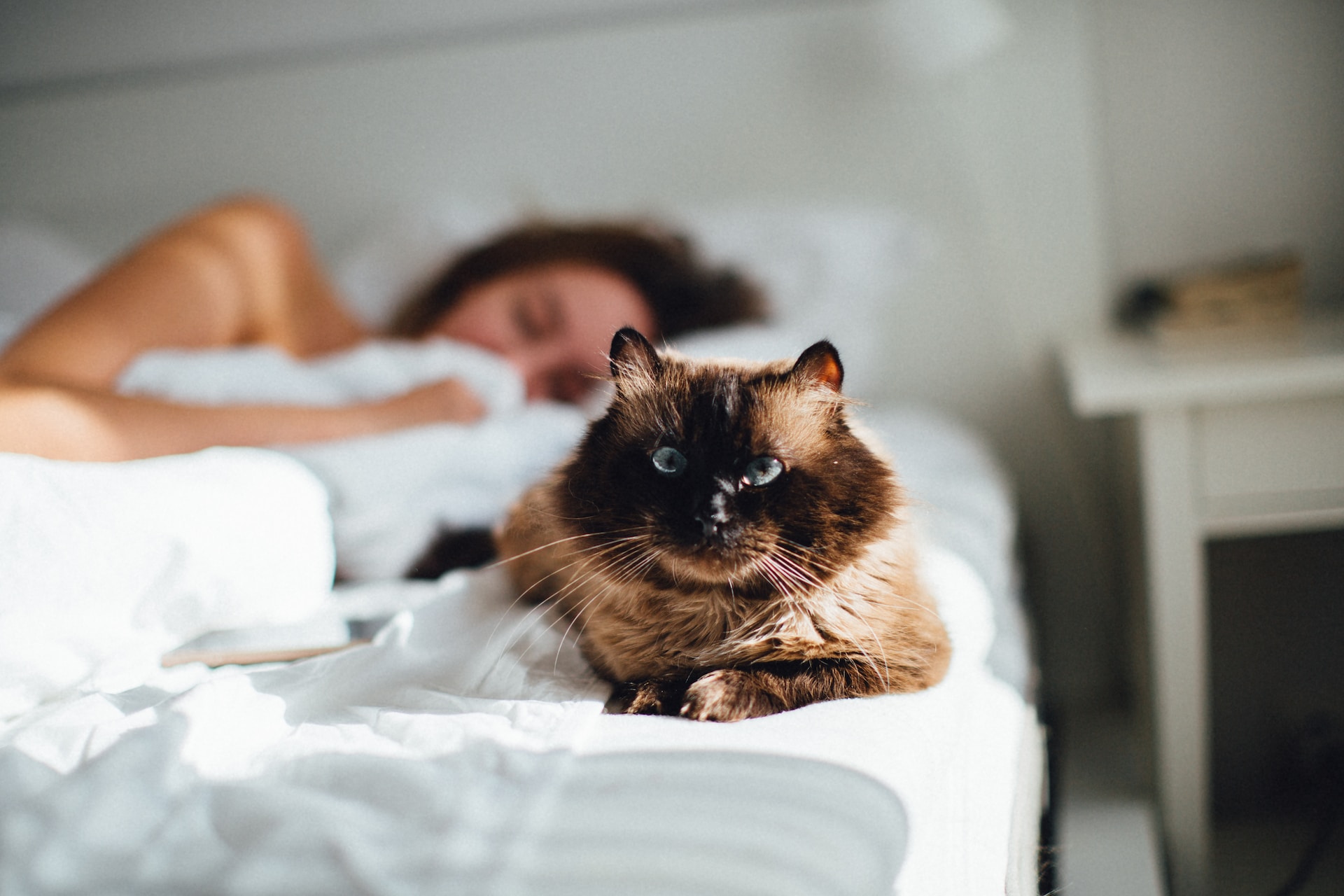 A cat in bed, sitting by their sleeping parent