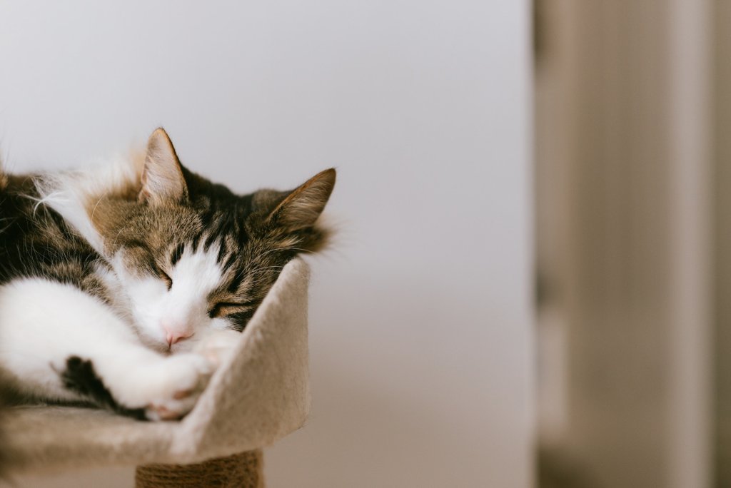 chat blanc et brun endormi sur la plateforme d'un arbre à chat