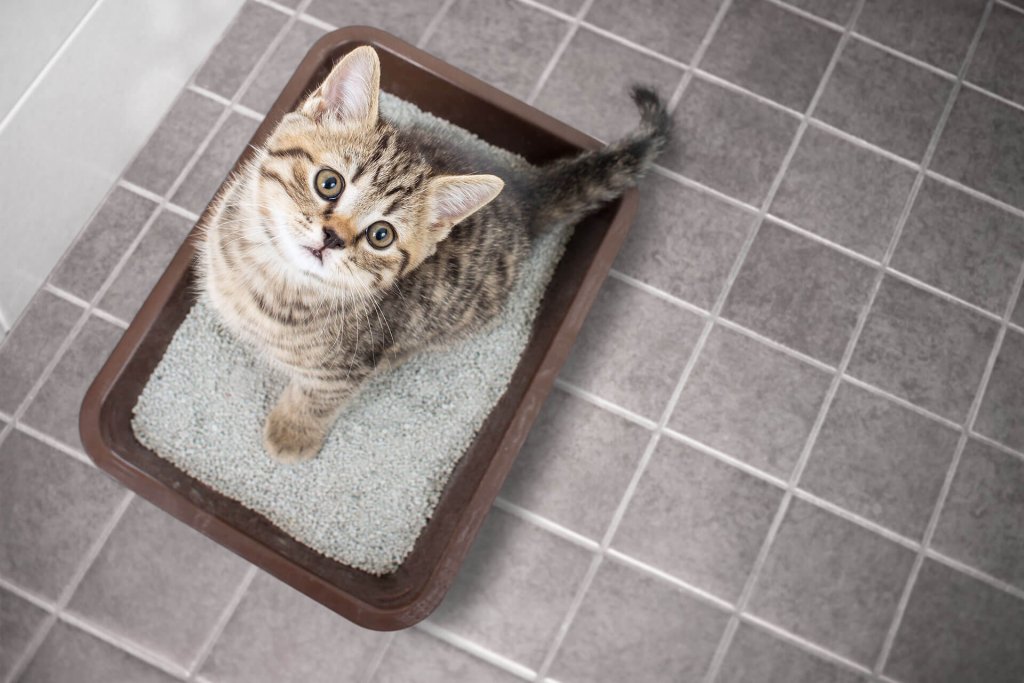 petit chat tigré qui est assis dans un bac à litière pour faire ses besoins