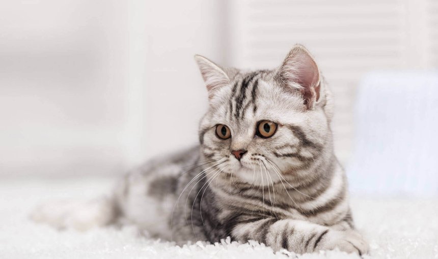 chaton tigré allongé sur un épais tapis blanc