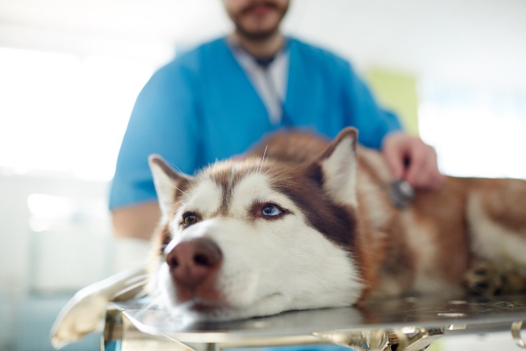 Husky liegt auf Behandlungstisch beim Tierarzt und wird untersucht
