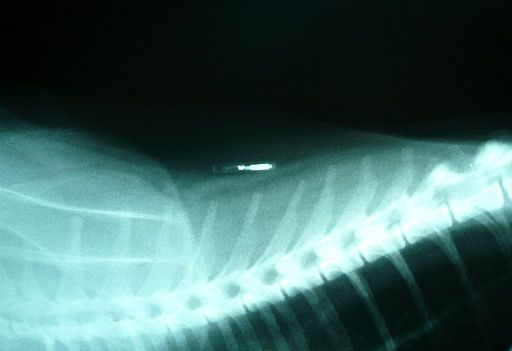Röntgenbild von implantierten ID-Chip beim Hund
