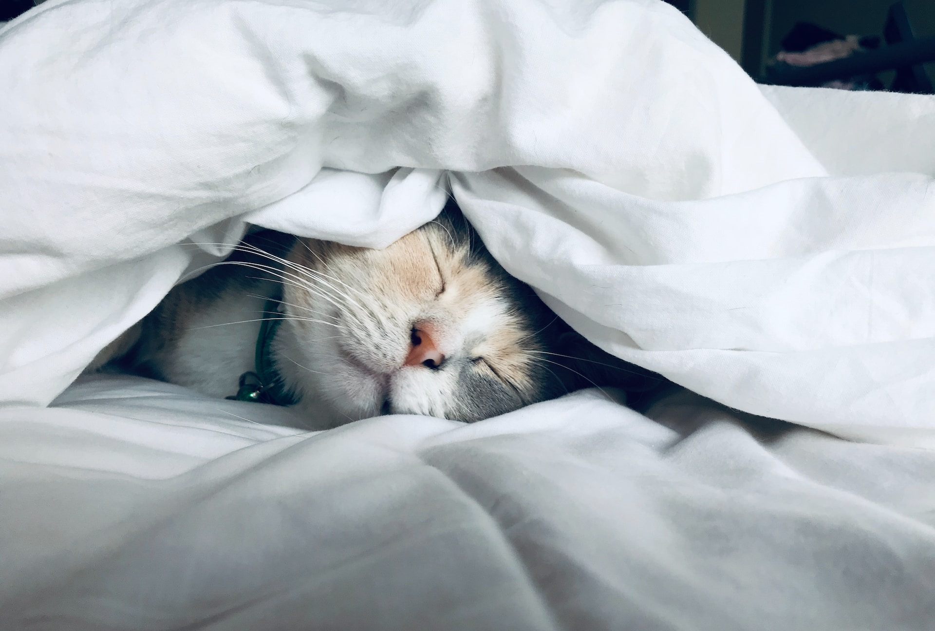 A cat sleeping in bed beneath a blanket