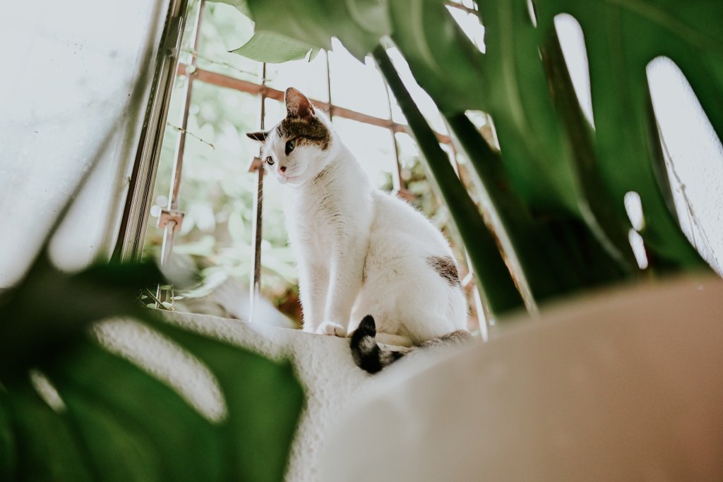 A cat sitting by a window next to the houseplants