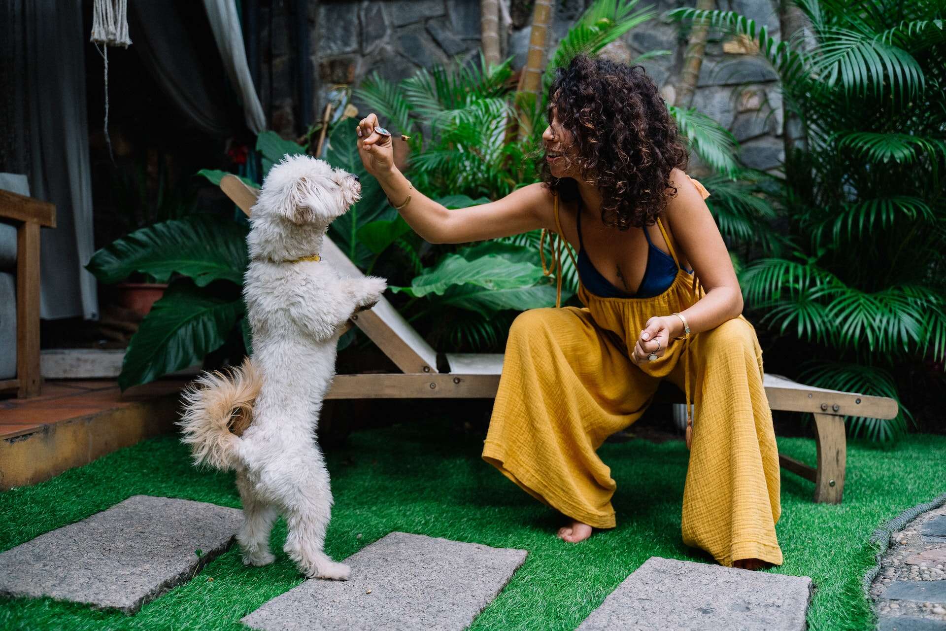 A woman giving her senior dog a treat while training