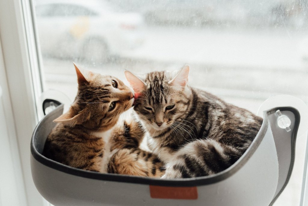 Cats sitting together in a basket by a window
