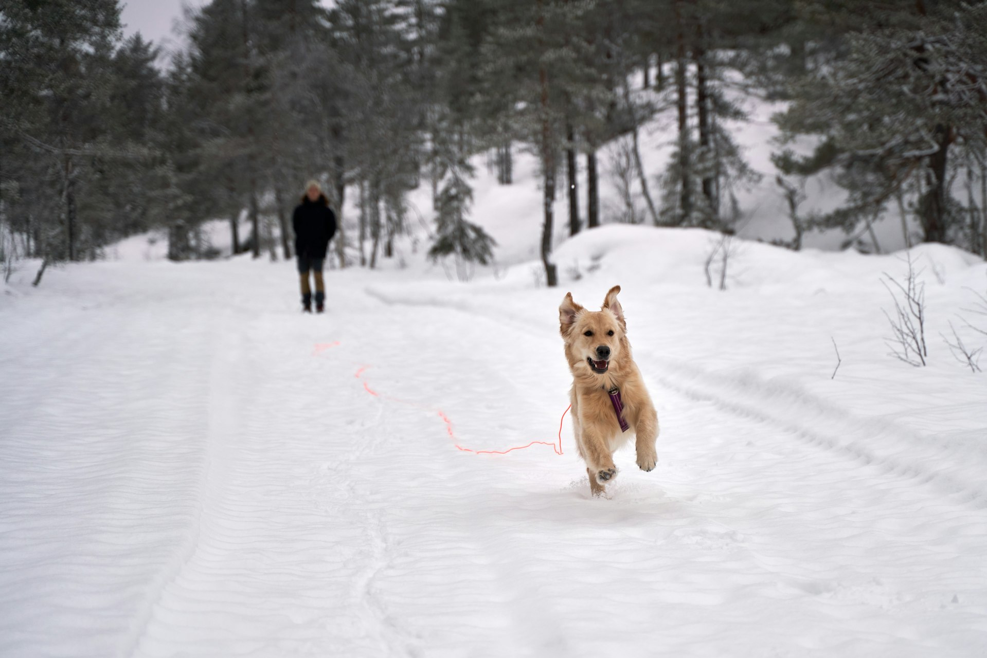 Hund rennt mit der Leine im Schnee davon
