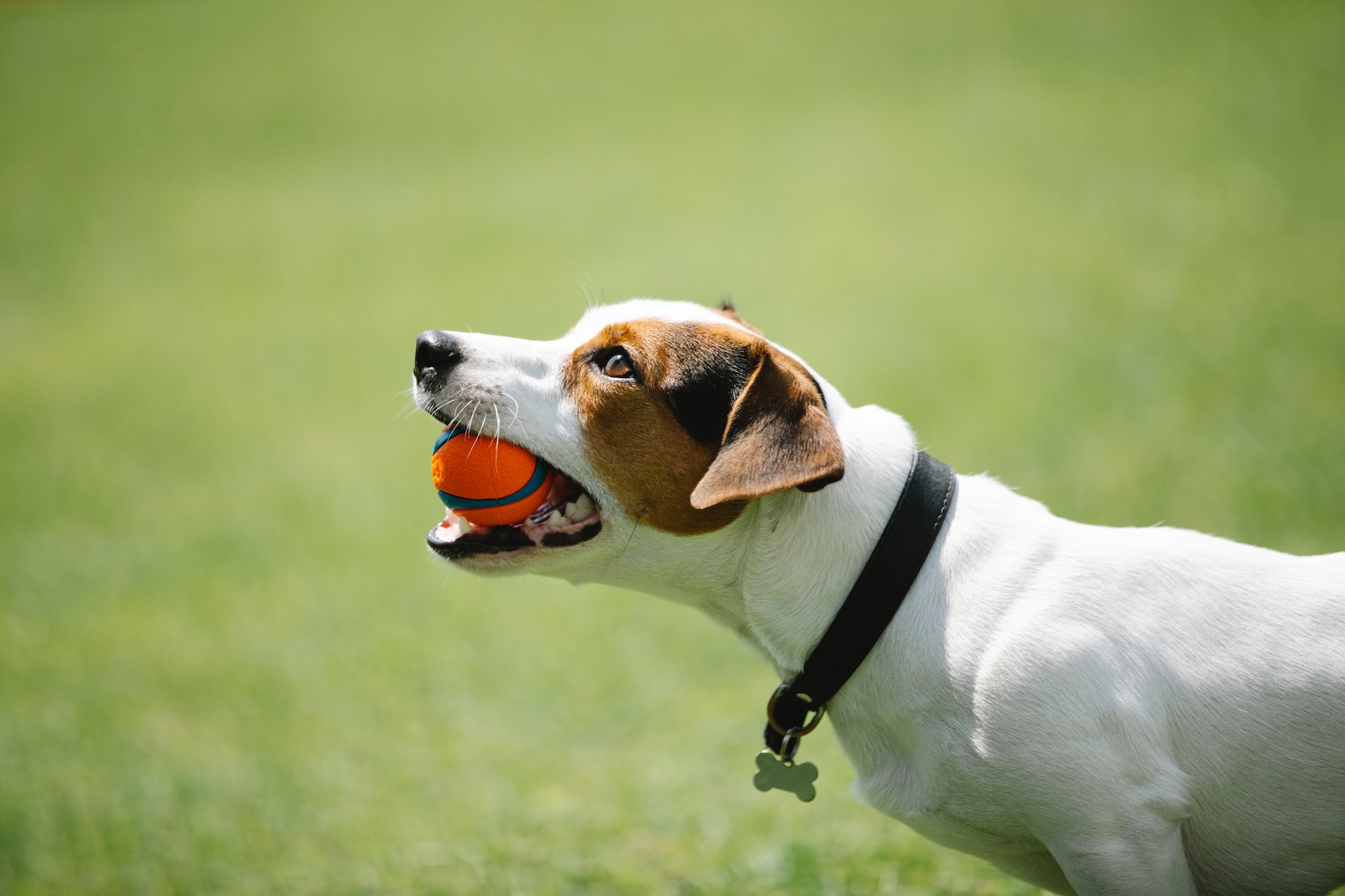 Hund spielt in der Wiese mit einem Ball und trägt einen ID Tag
