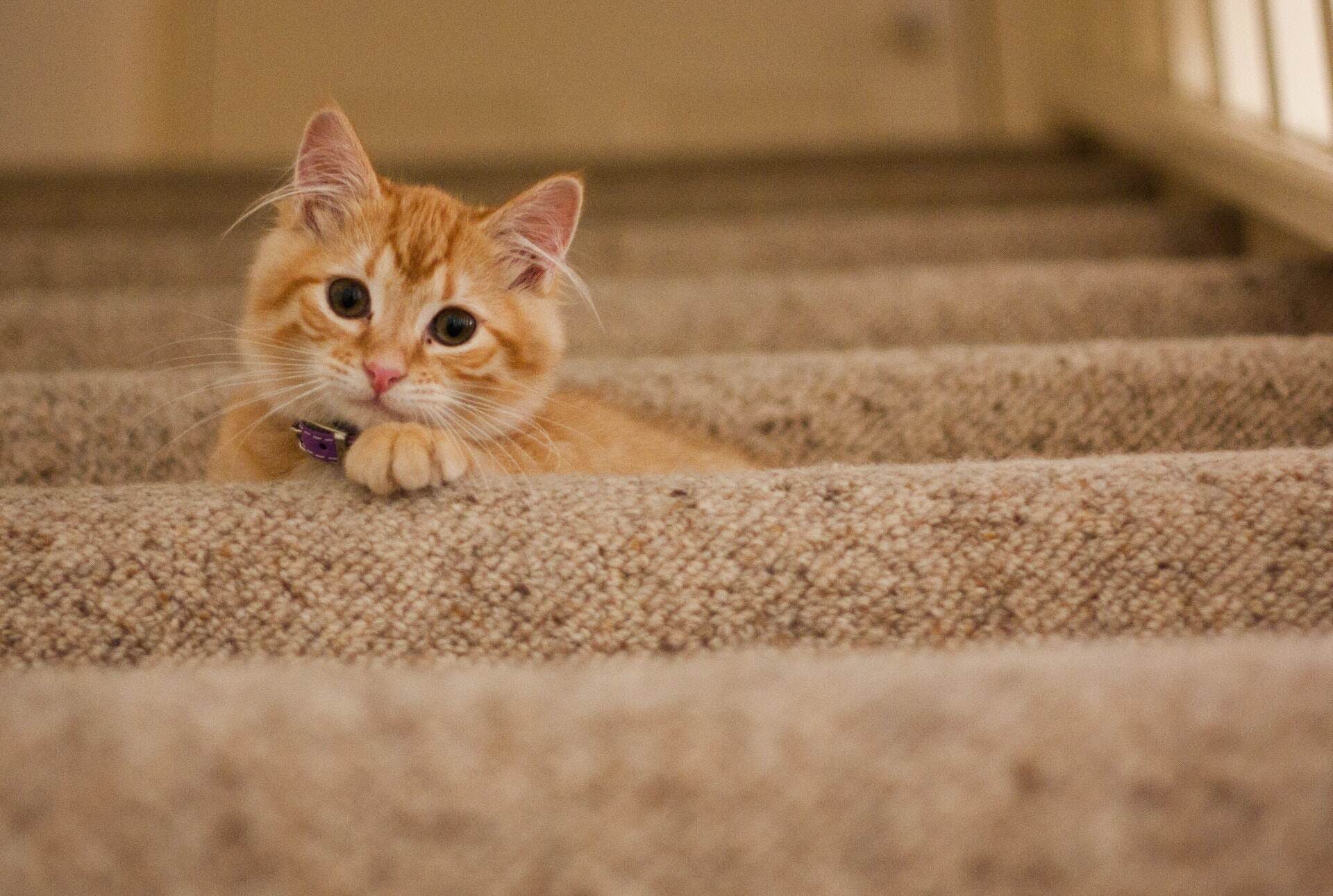 A cat hiding on a staircase