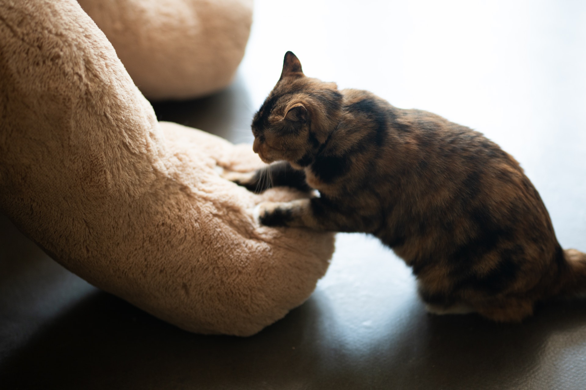 A cat making biscuits against a toy 