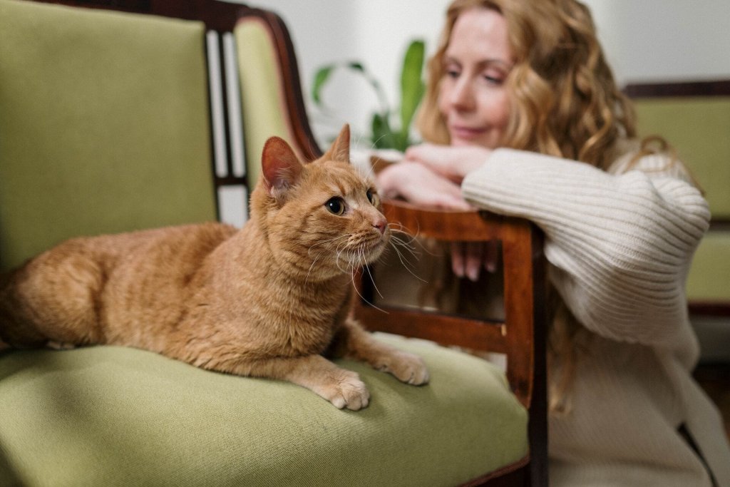 A cat seated on a chair, looking away from their parent