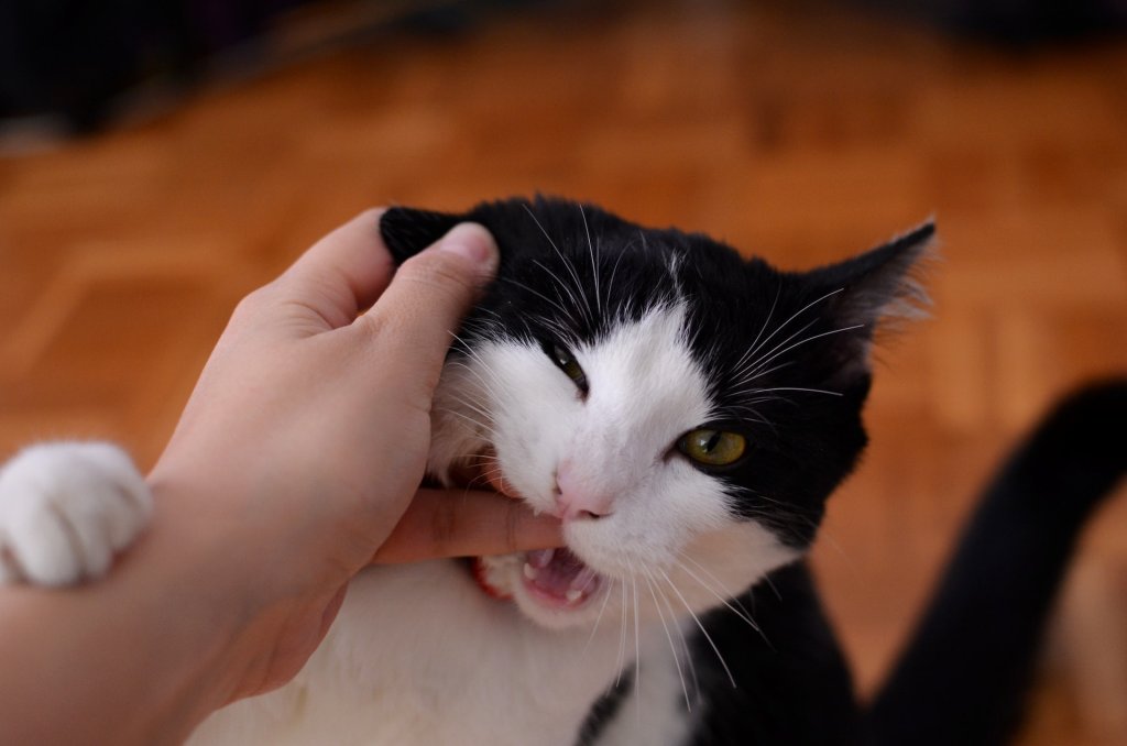A cat biting a man's hand