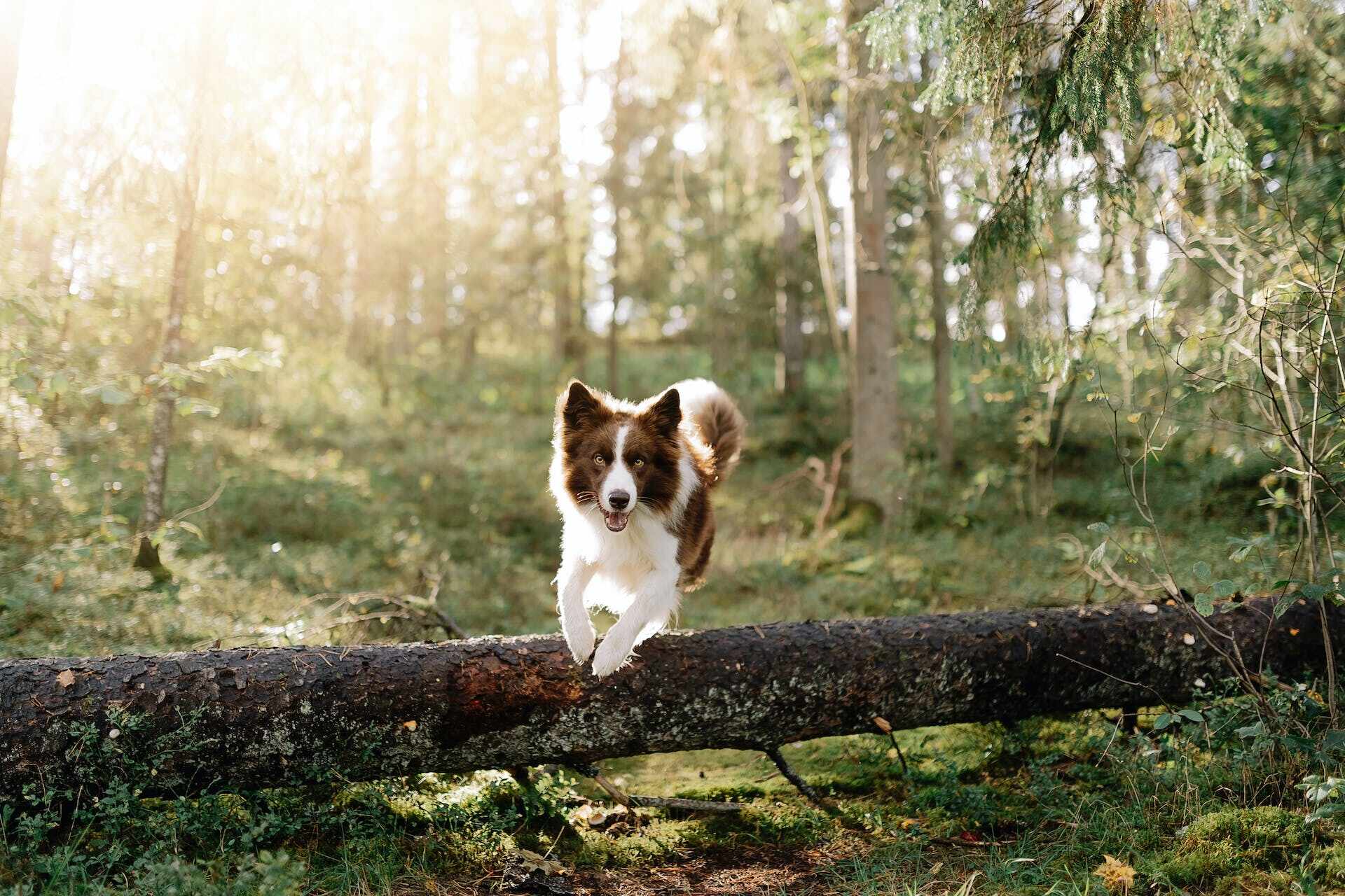 Koira hyppää puunrungon yli metsässä