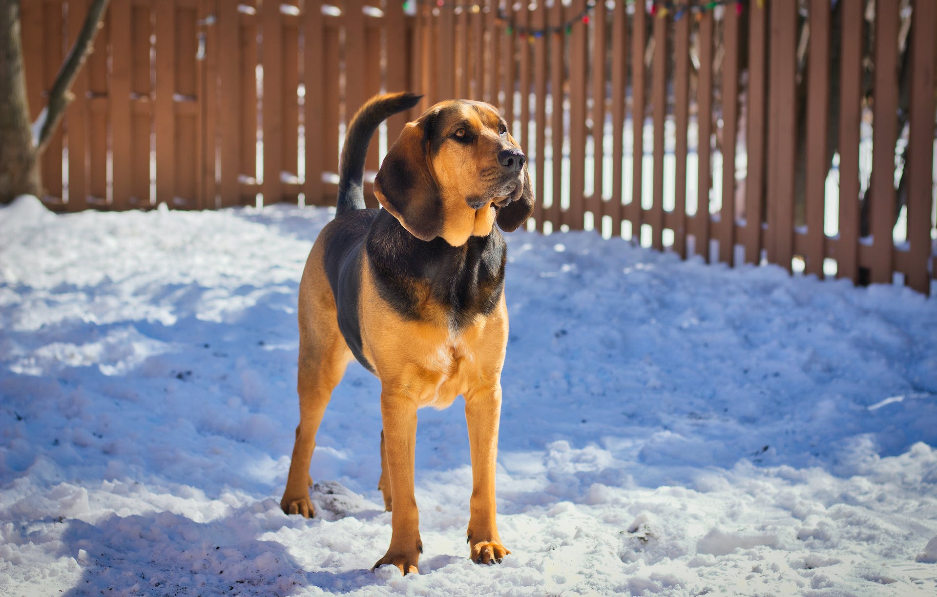 A bloodhound puppy standing outdoors in the snow