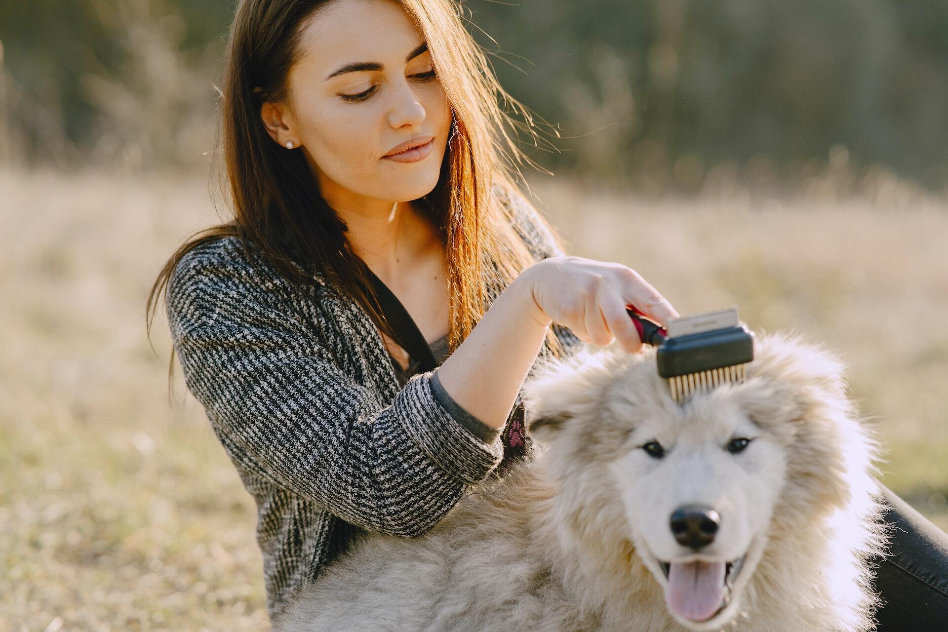 A woman grooming her dog by brushing their coat