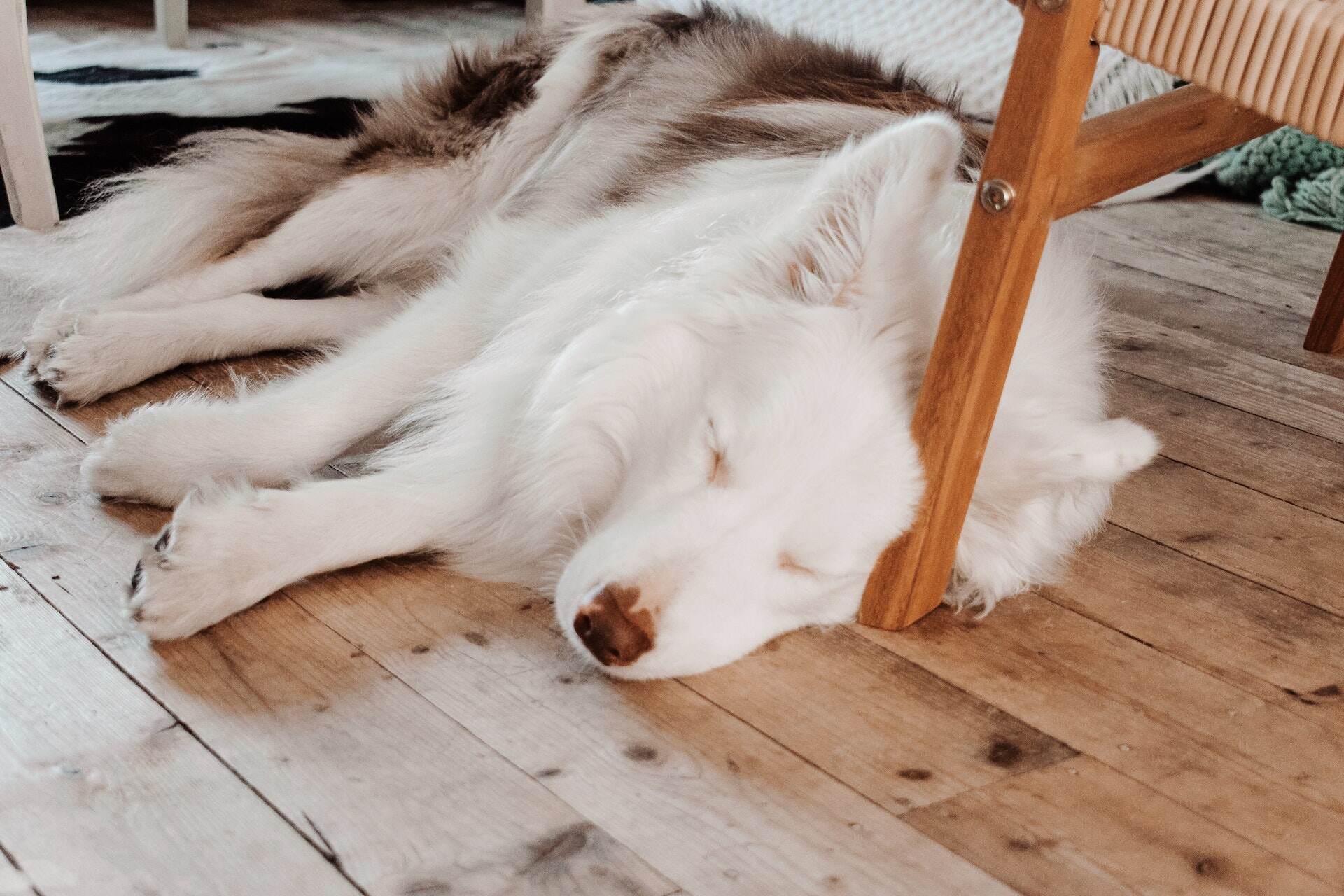 A dog sleeping under a chair on a wooden floor