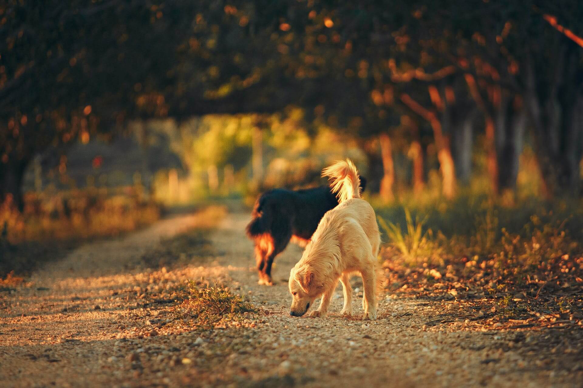 How far away can male clearance dog smell female in heat