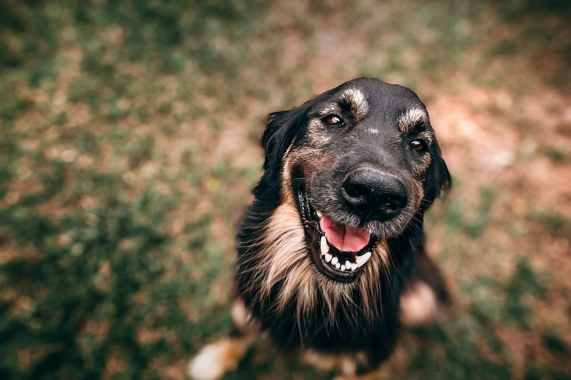 A senior dog smiling as they stand in a grassy lawn