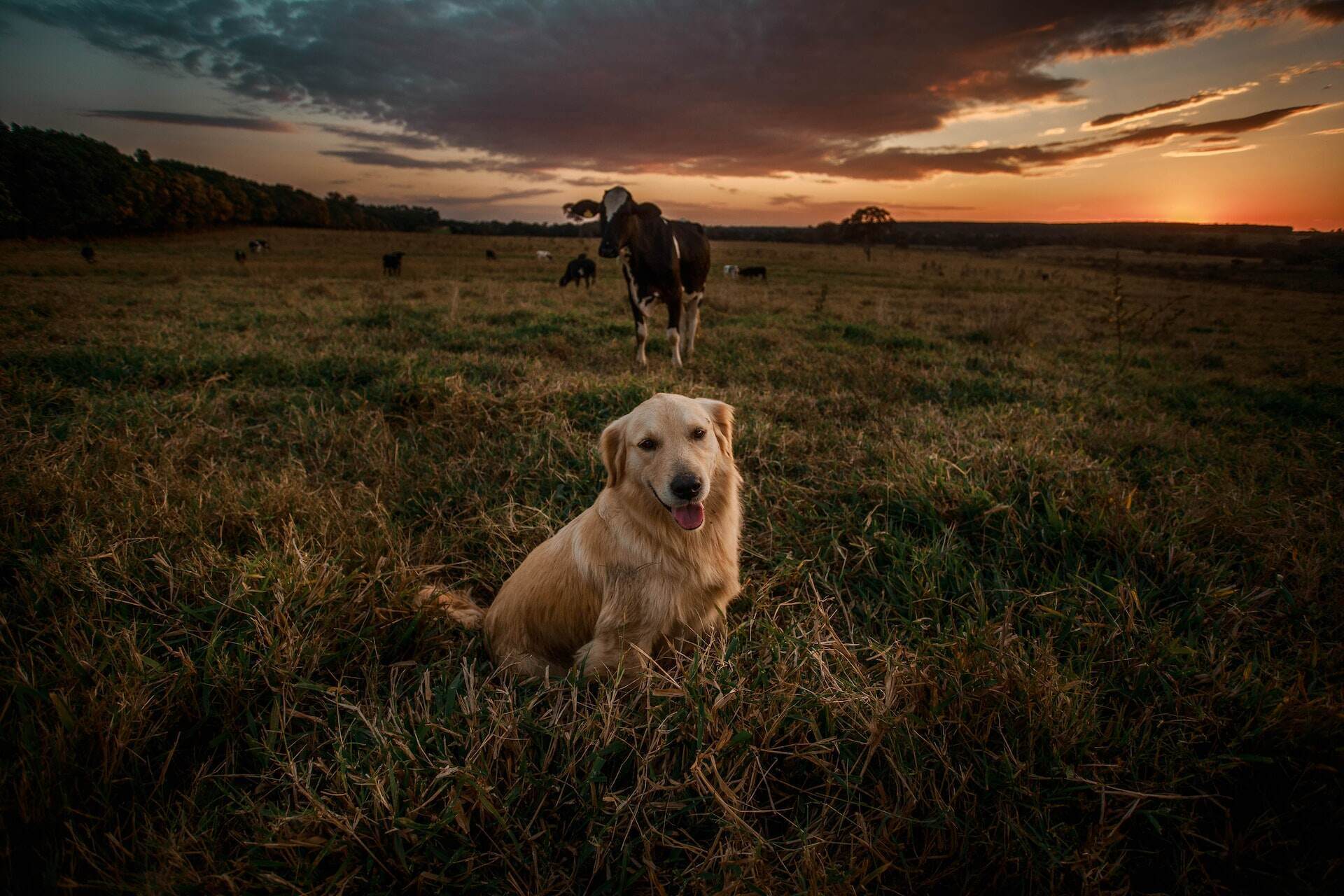 A dog sitting in a field at sunset