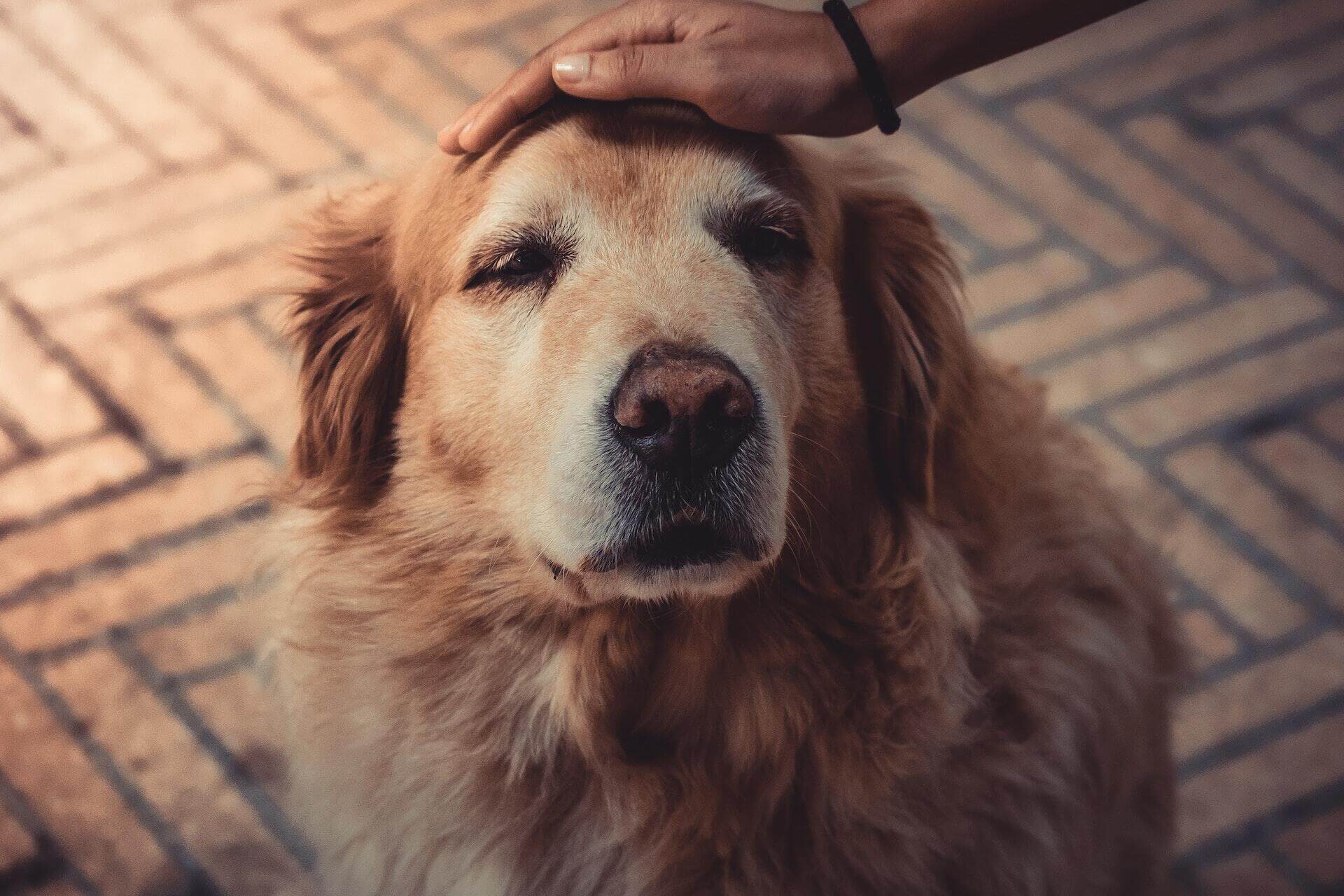 A person petting a senior dog