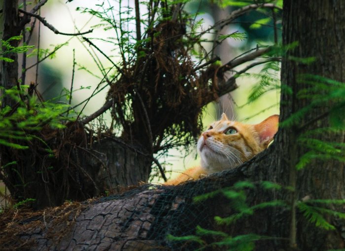 A cat hiding behind a tree outdoors