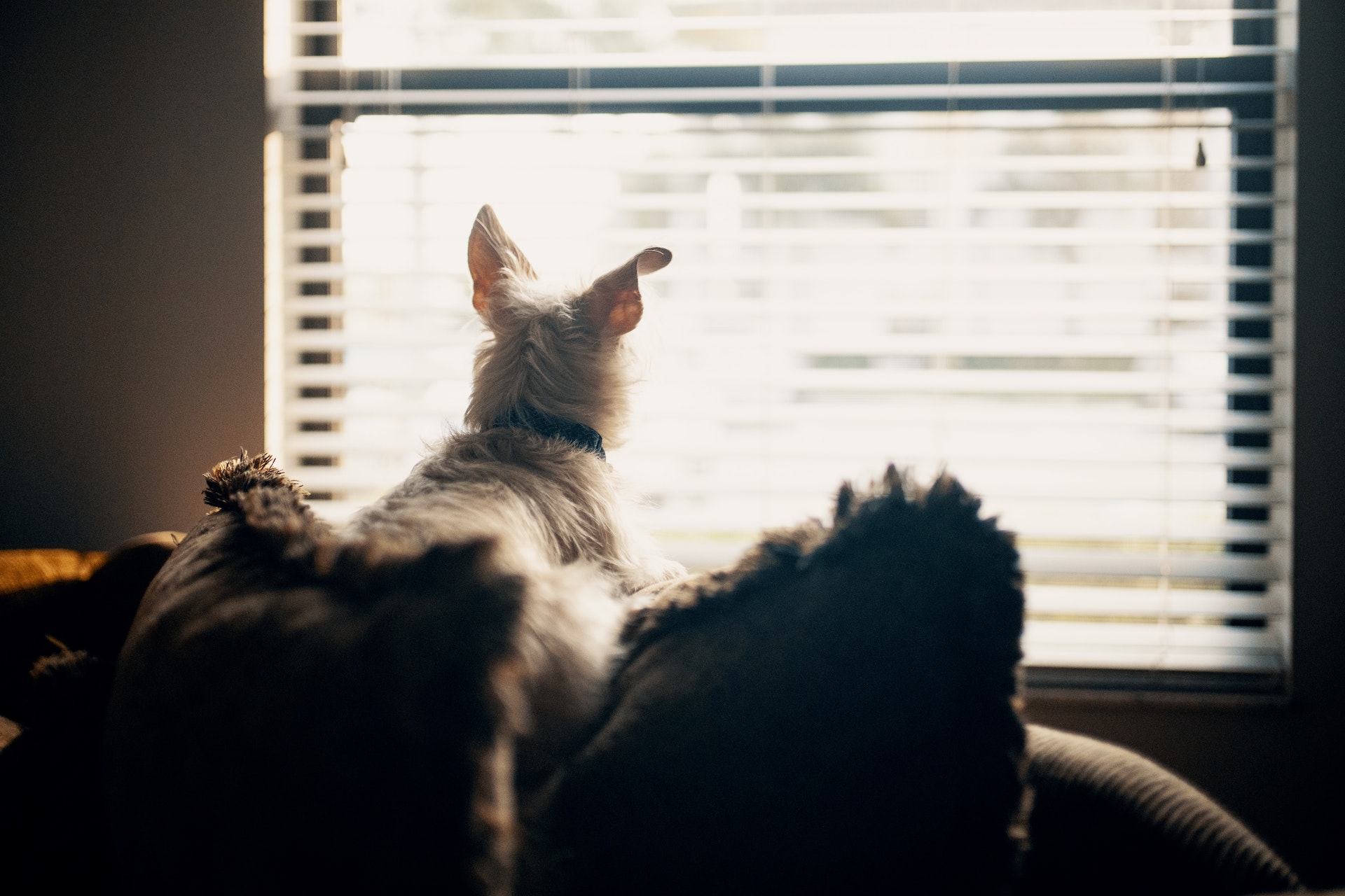 A senior dog looking out of a window with their ears perked up