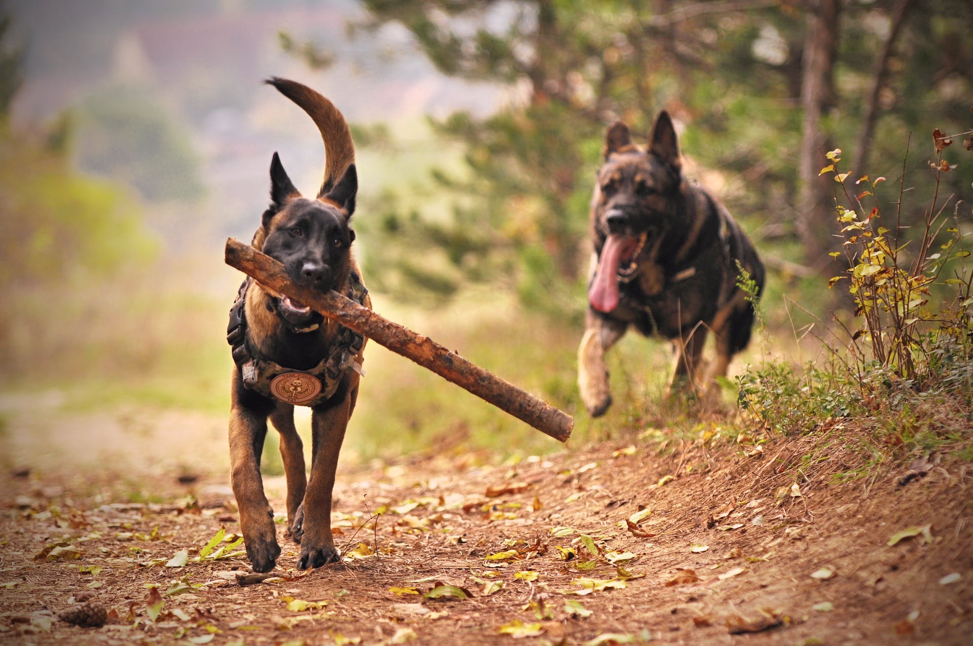 A dog chasing another carrying a stick in their mouth