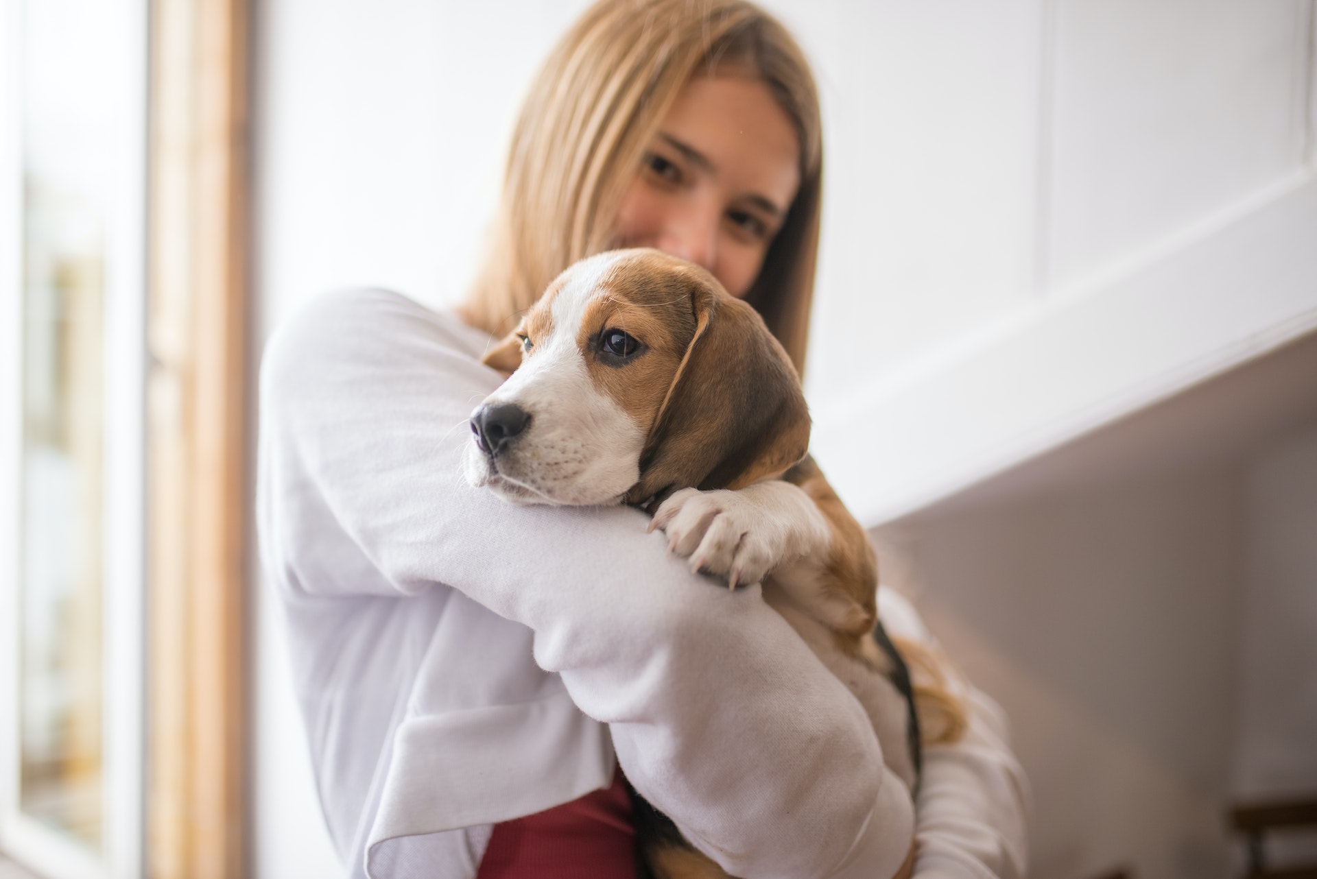 A woman hugging a Beagle puppy