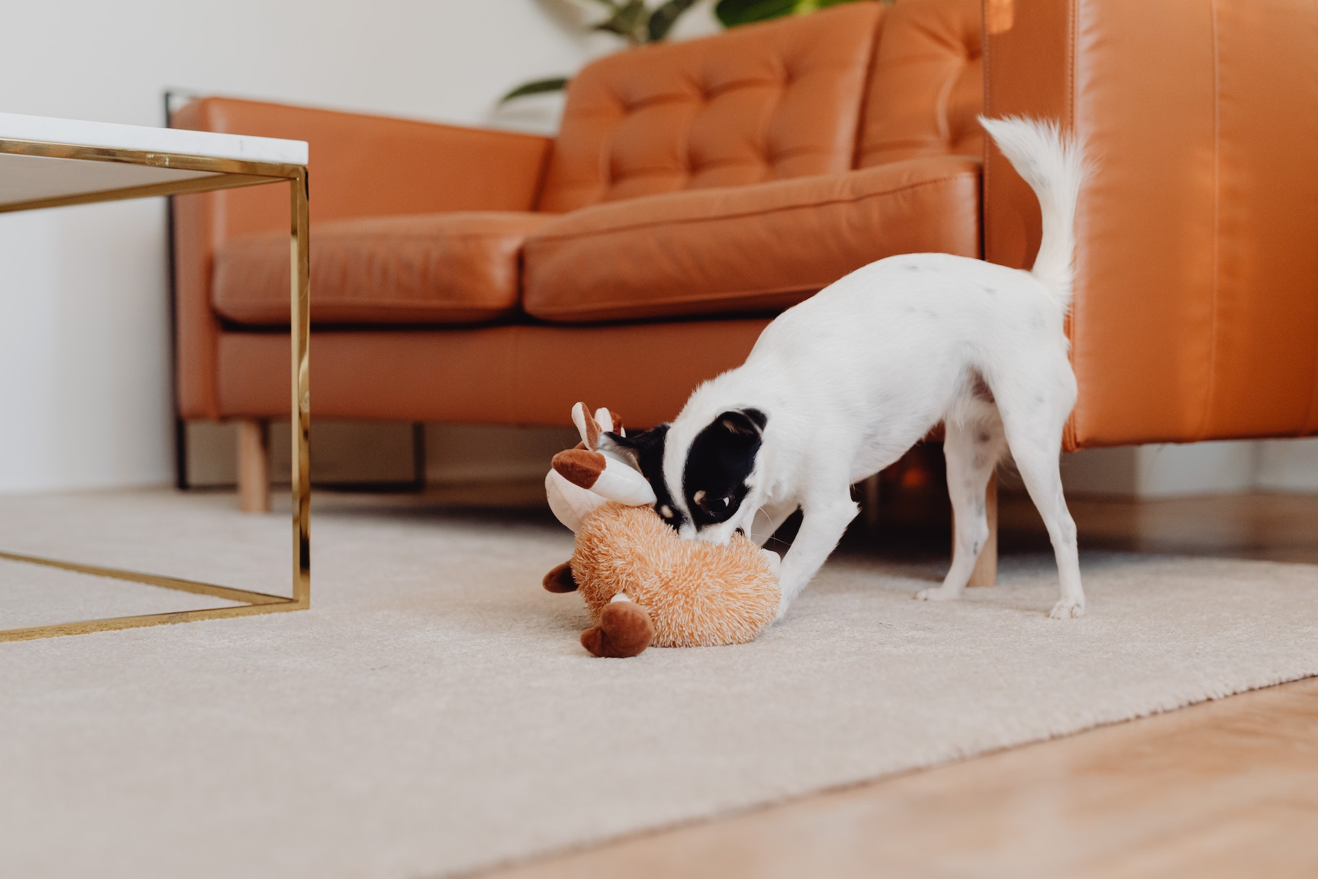 En hund prøver å skjule leken sin under sofaen