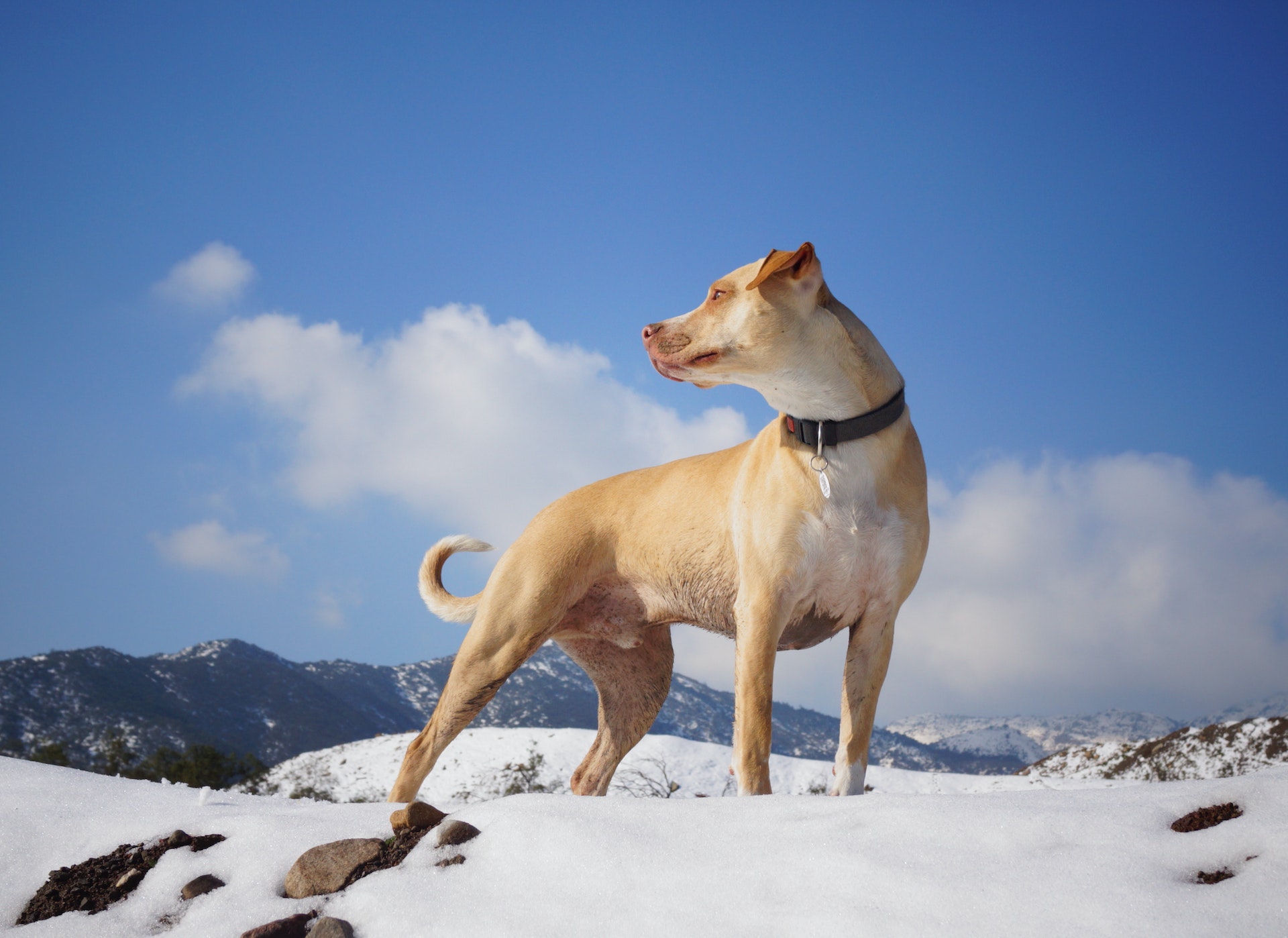 Pies stojący na pokrytym śniegiem terenie z dobrze widoczną obrożą i identyfikatorem