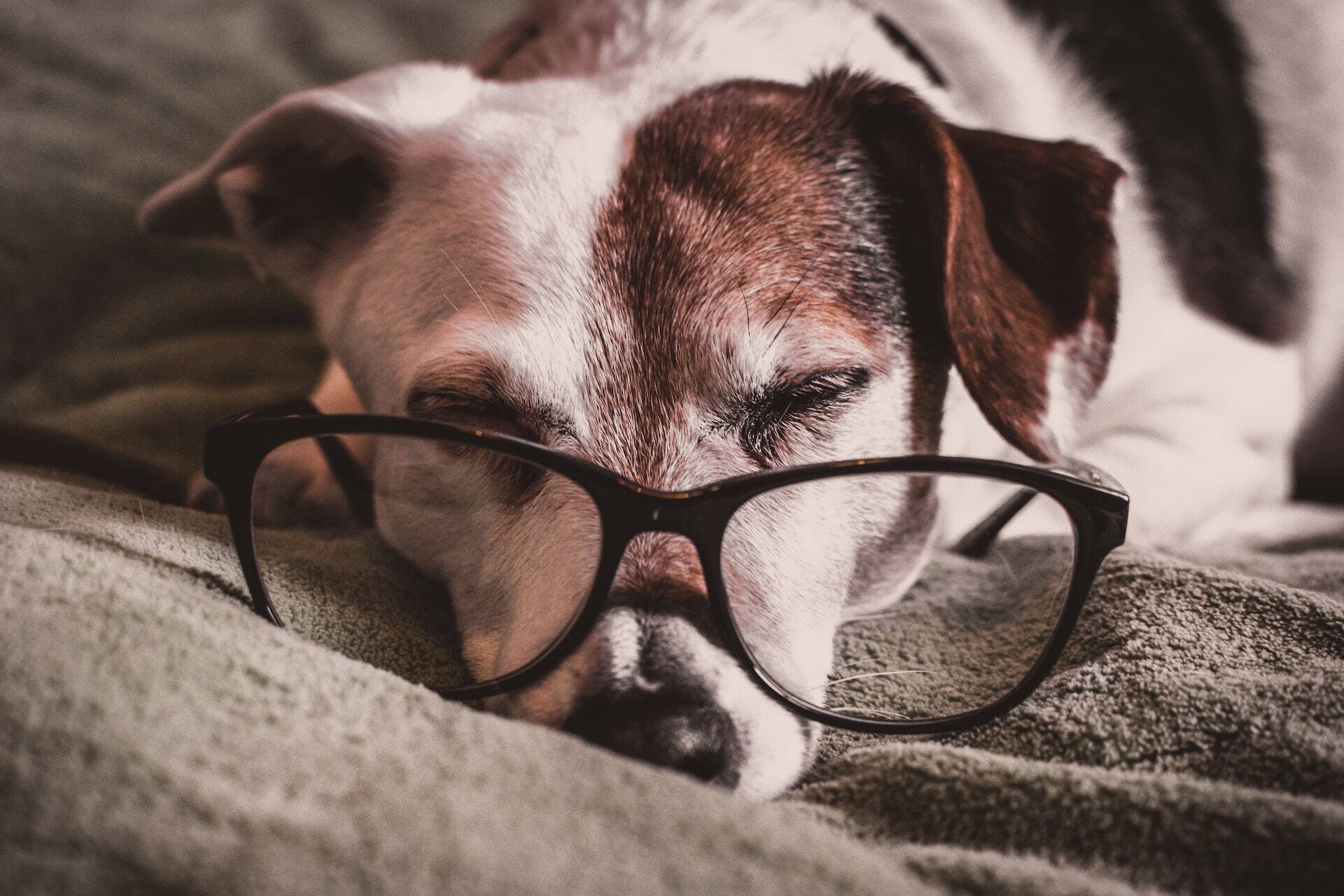 Braun-weißer Hund trägt eine Brille und schläft auf einer Decke