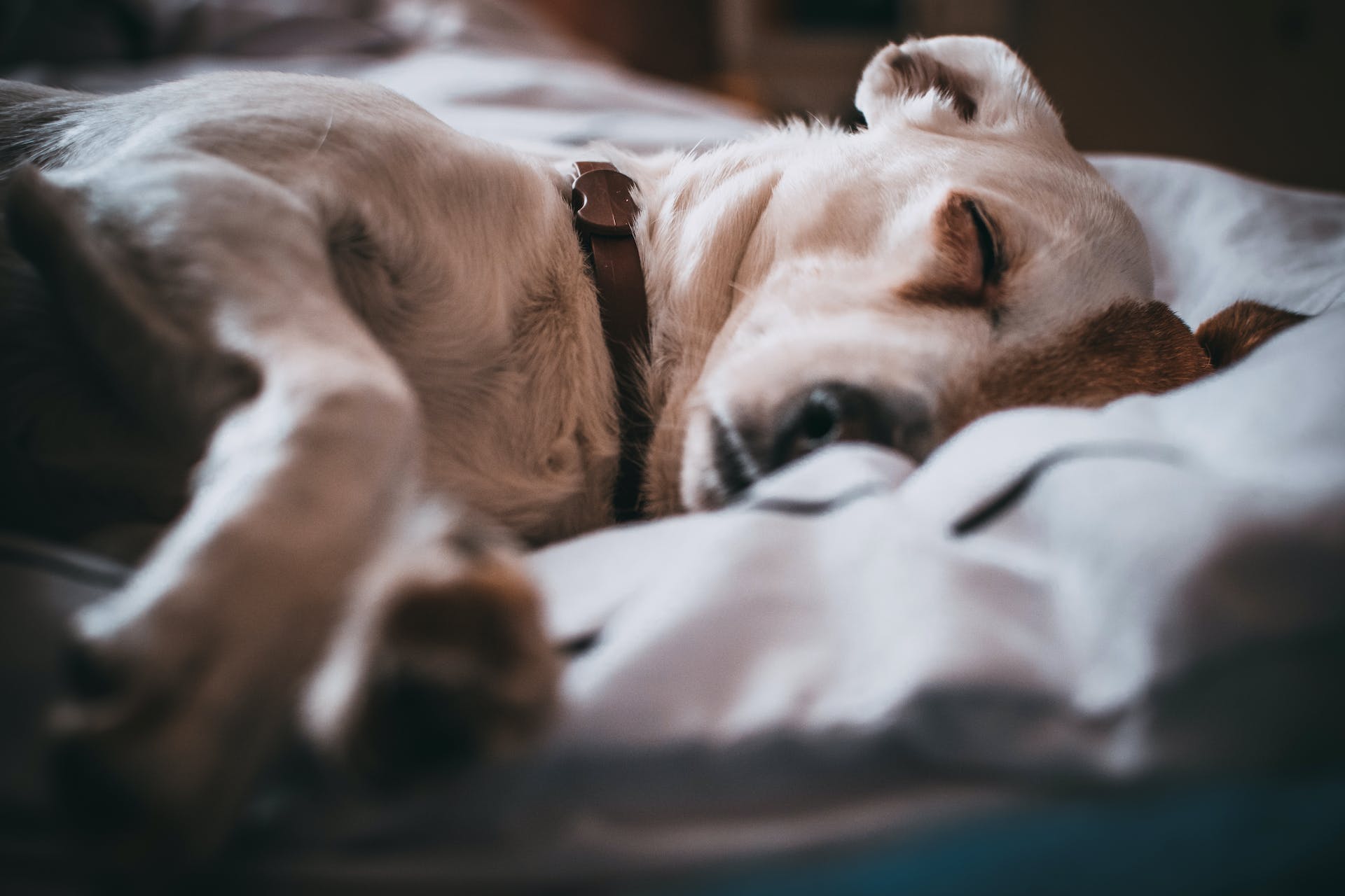 A lethargic dog lying in bed