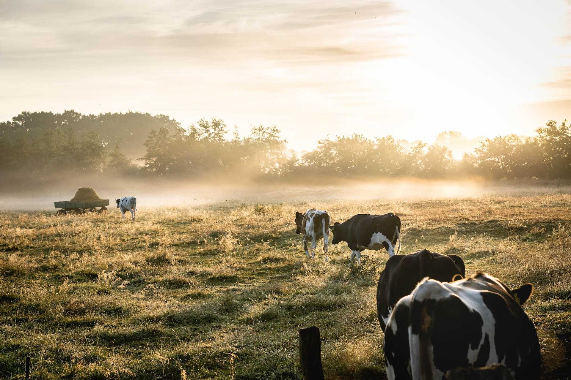 Cows wandering around a virtual fence area in a field