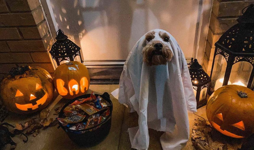 A dog wearing a ghost Halloween costume