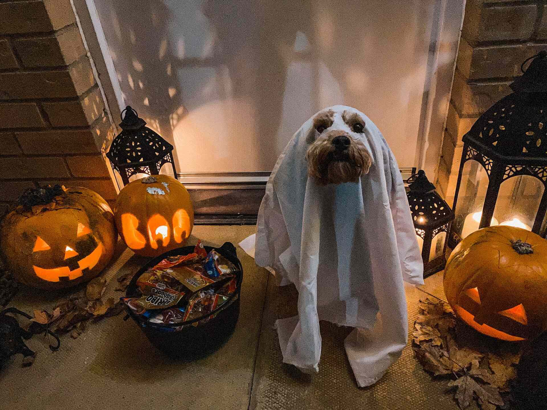 A dog wearing a ghost Halloween costume