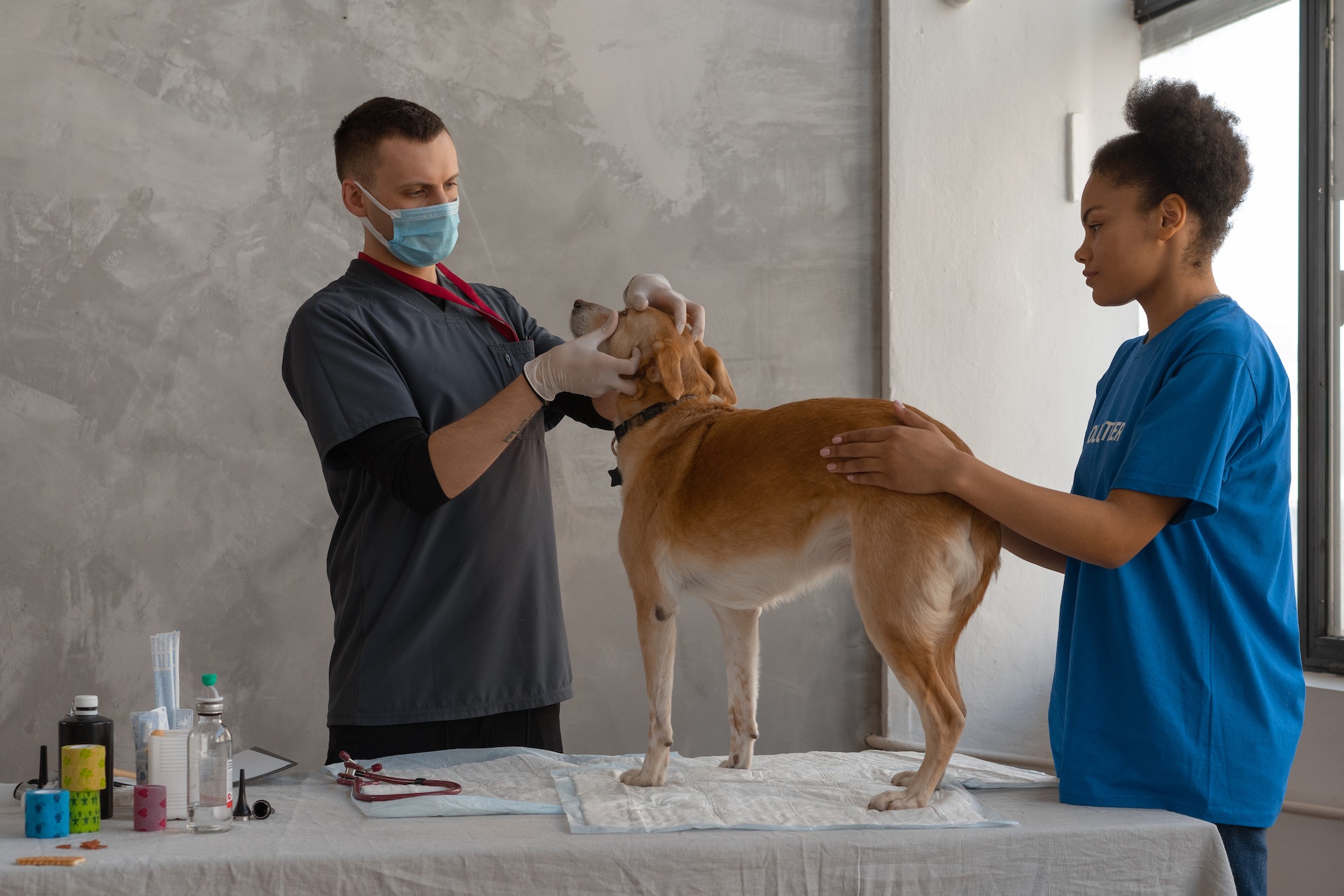 A vet checking up a senior dog at a clinic