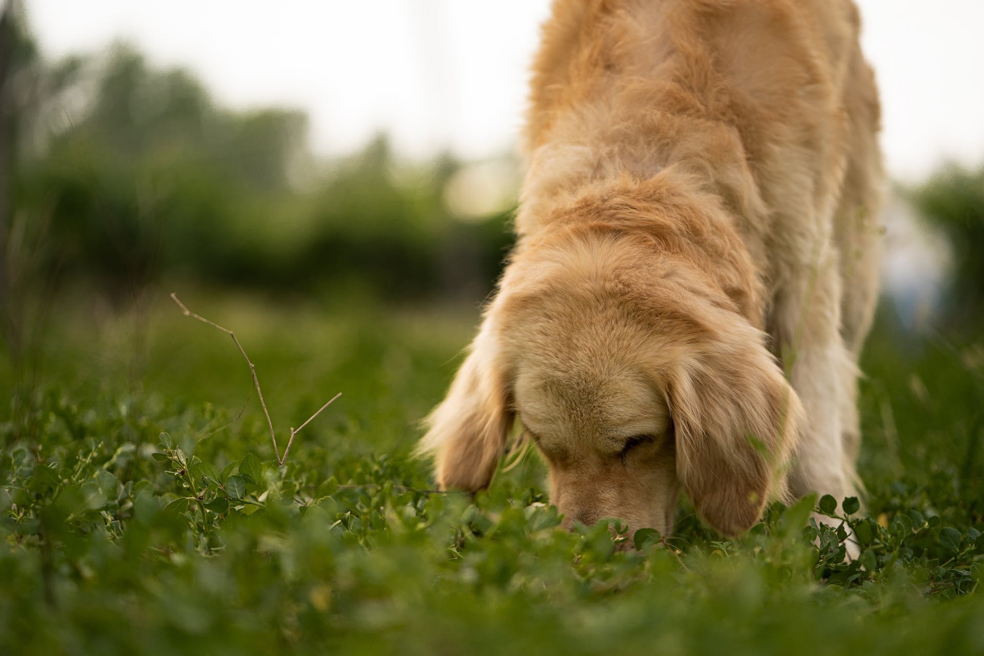 A dog sniffing grass