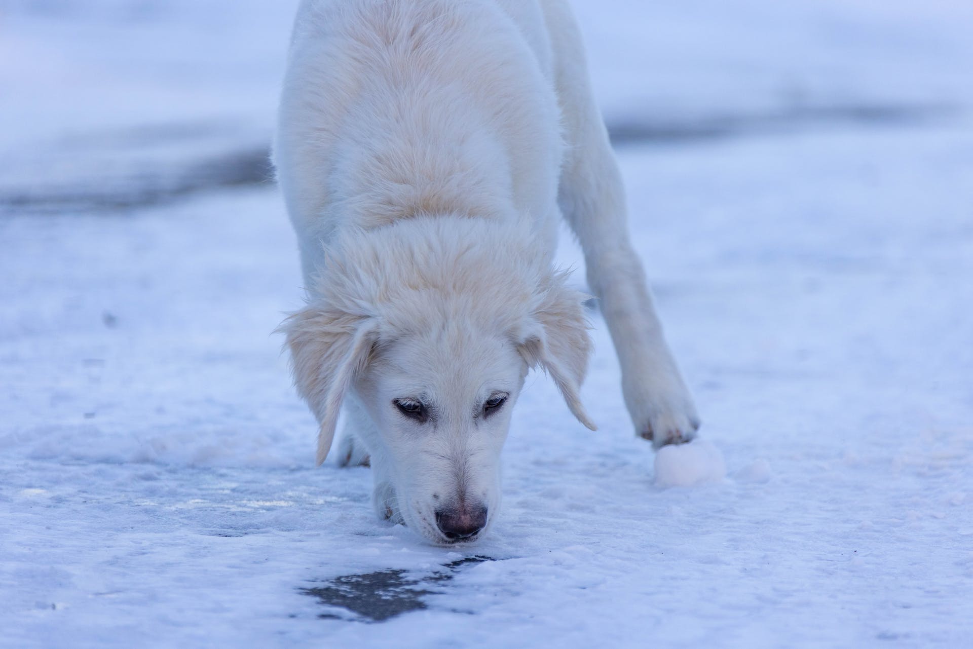 A senior dog sniffing the snow