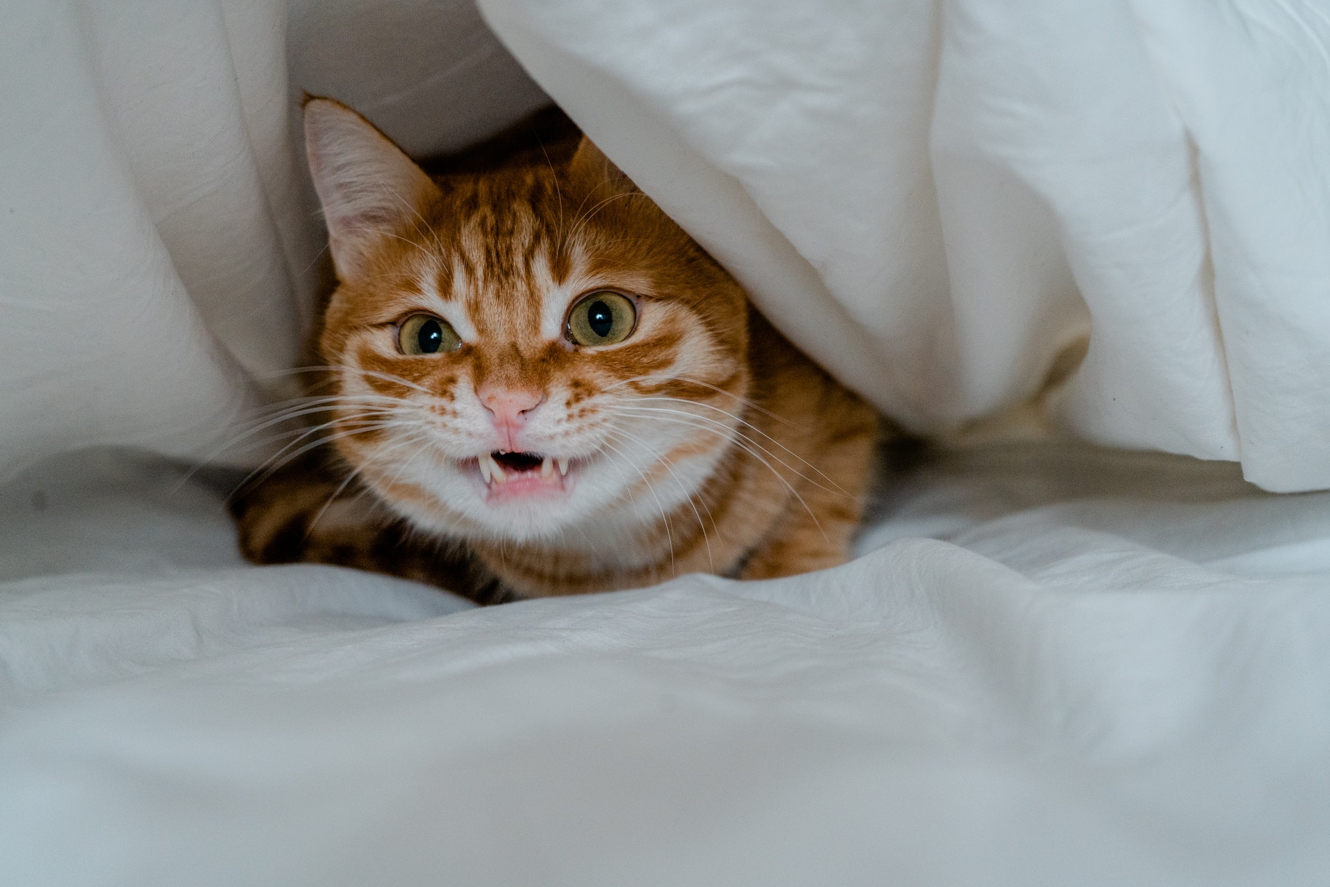 A hissing cat sitting under a blanket in bed