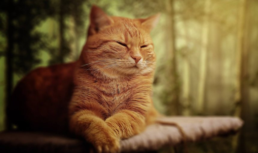 A cat sitting with their eyes closed in a green outdoors space
