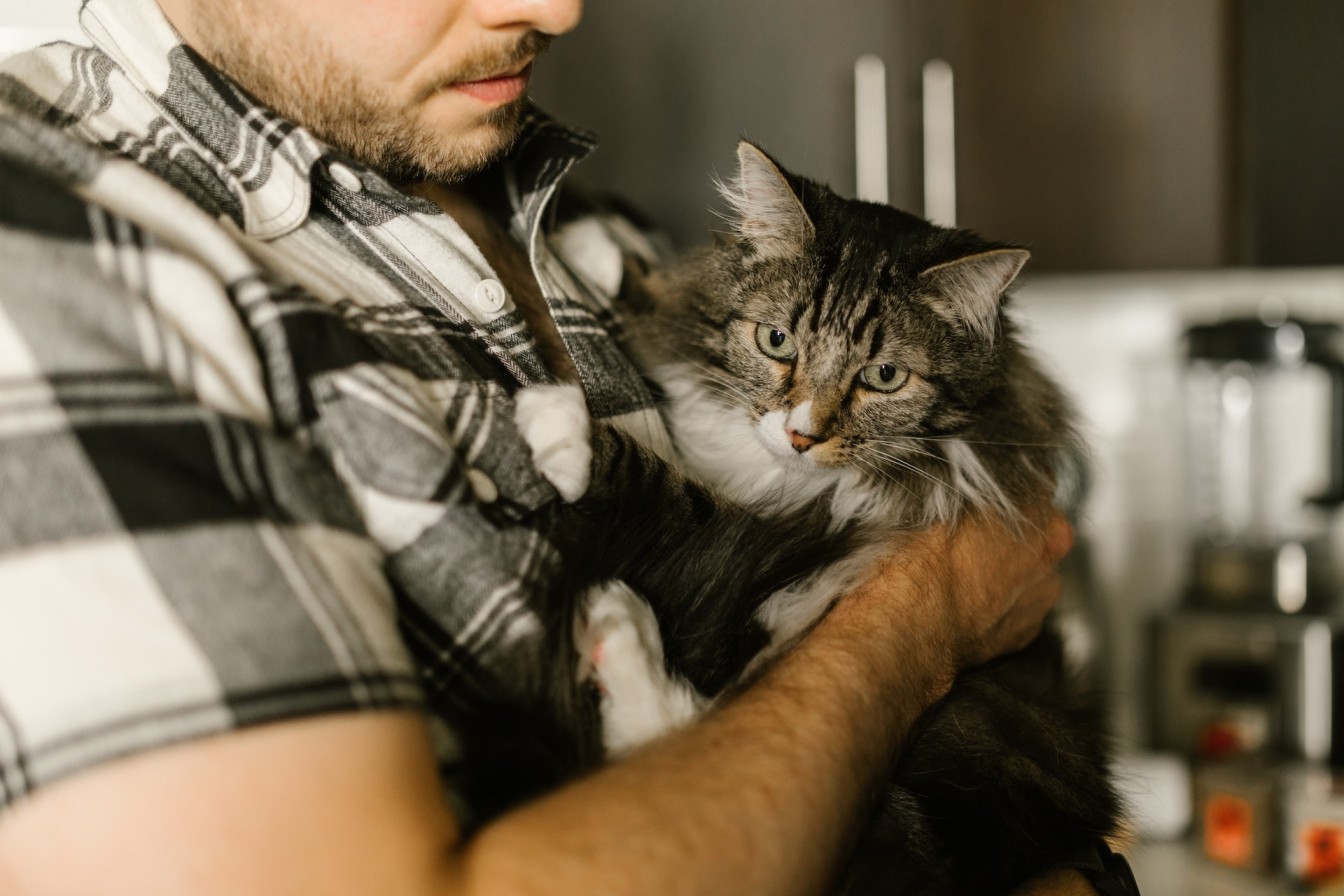 A cat making biscuits on their parent