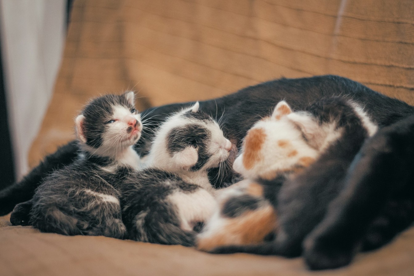 Kittens nursing from Mama Cat